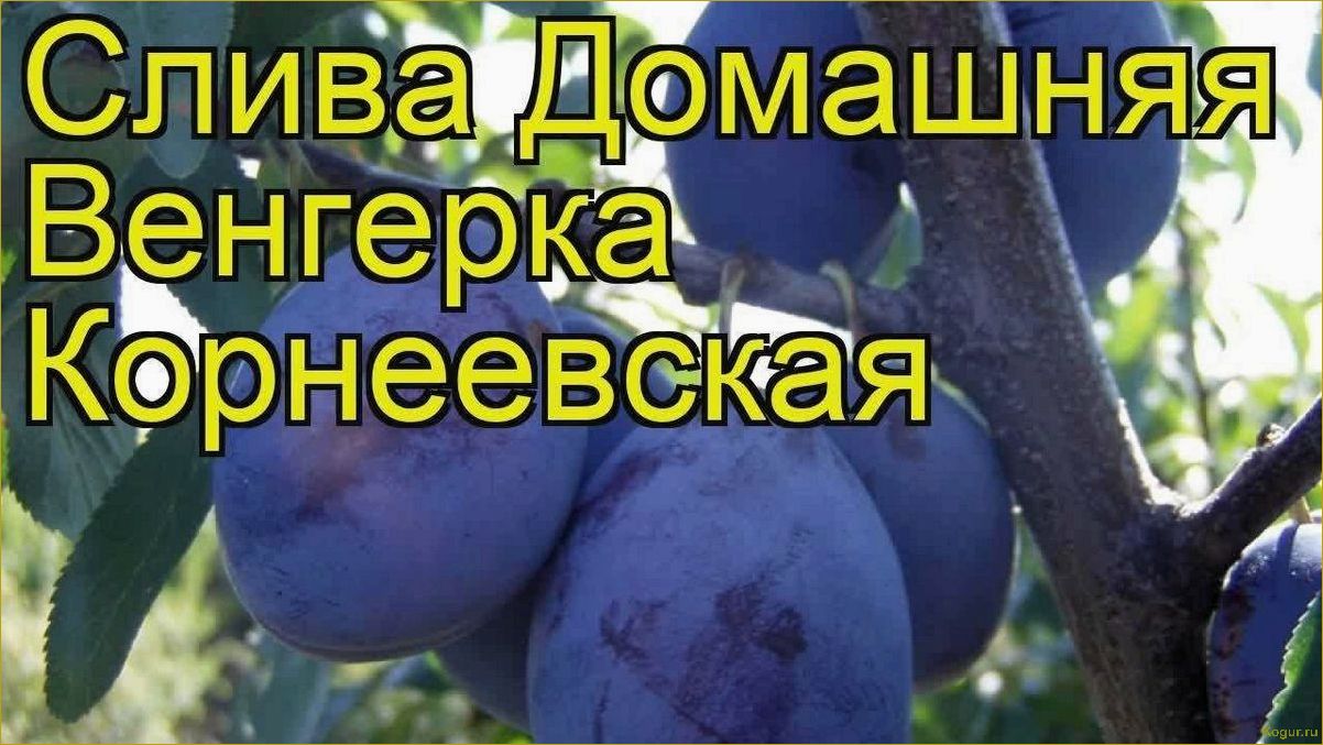 Слива венгерка: описание сортов, посадка в открытый грунт, особенности выращивания