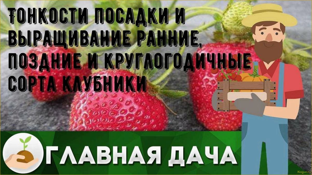 Тонкости посадки и выращивание ранних, поздних и круглогодичных сортов клубники