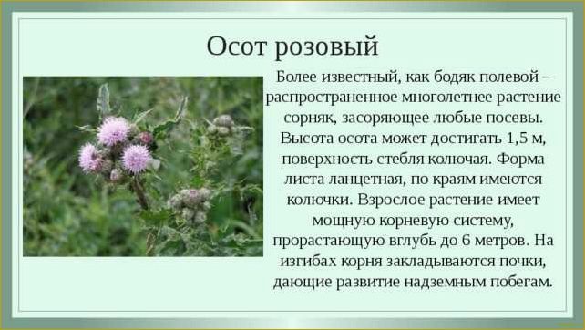 Бодяк полевой: неуничтожимый многолетний сорняк, с которым сложно справиться