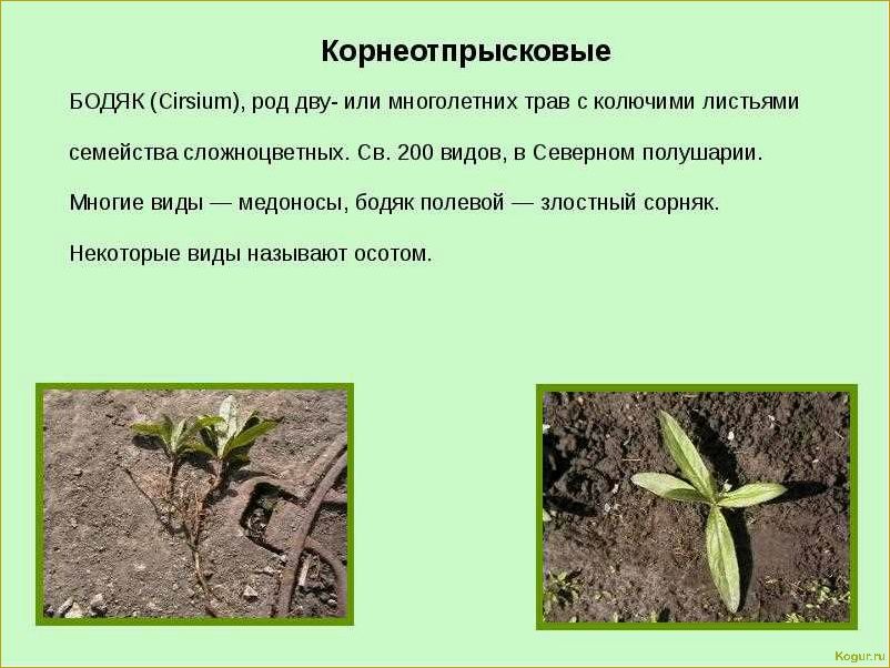 Бодяк полевой: неуничтожимый многолетний сорняк, с которым сложно справиться