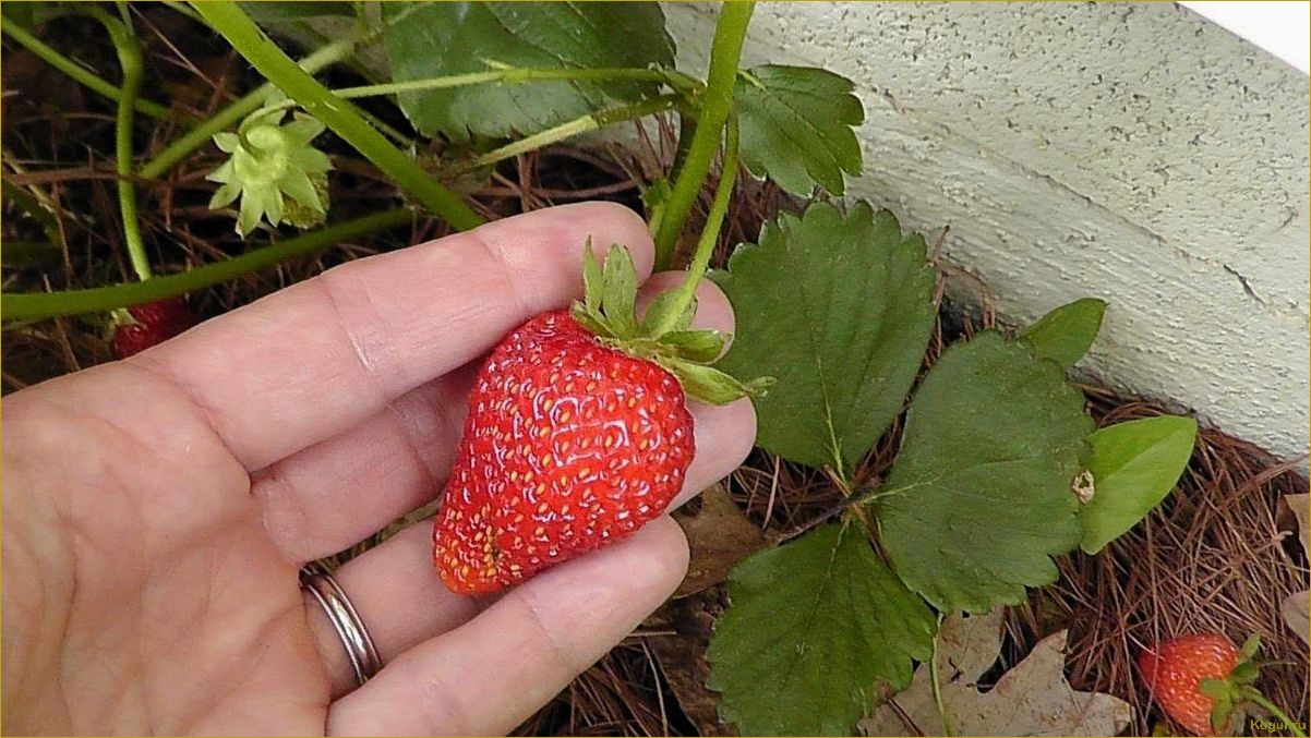 Секреты успешного выращивания вкусных ягод клубники сорта Альбион на даче