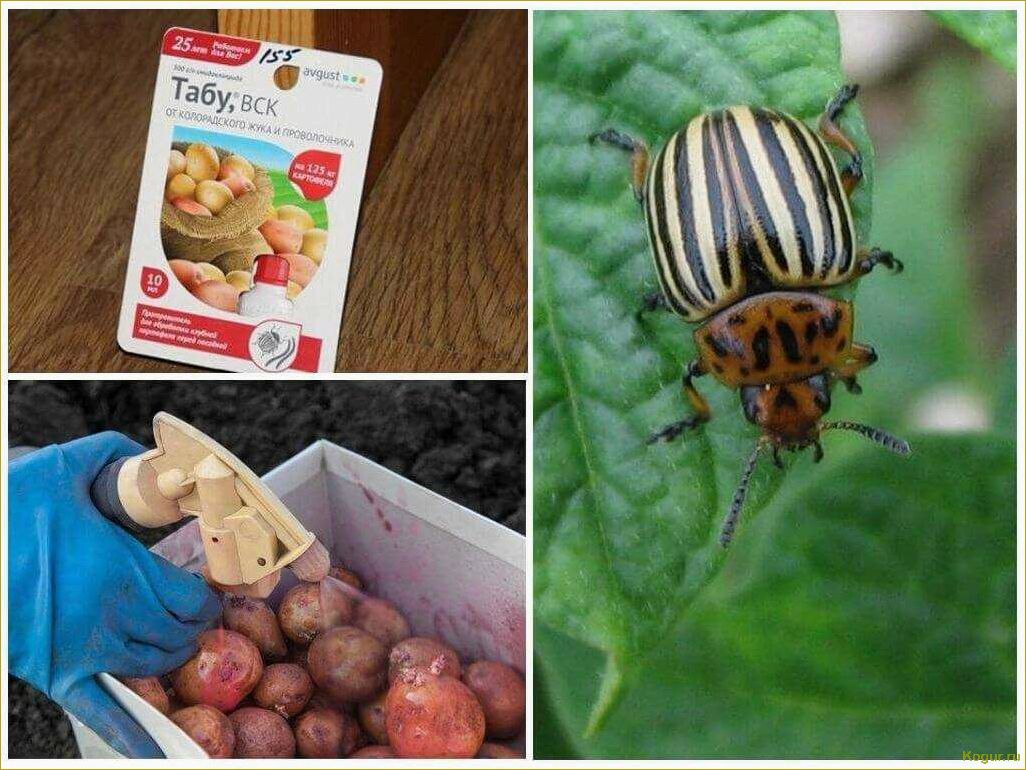 Как избавиться от колорадского жука на картошке: эффективные методы борьбы