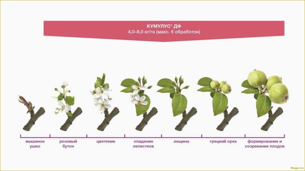 Как использовать фунгицид Кумулус для эффективной борьбы с грибковыми болезнями в саду и винограднике