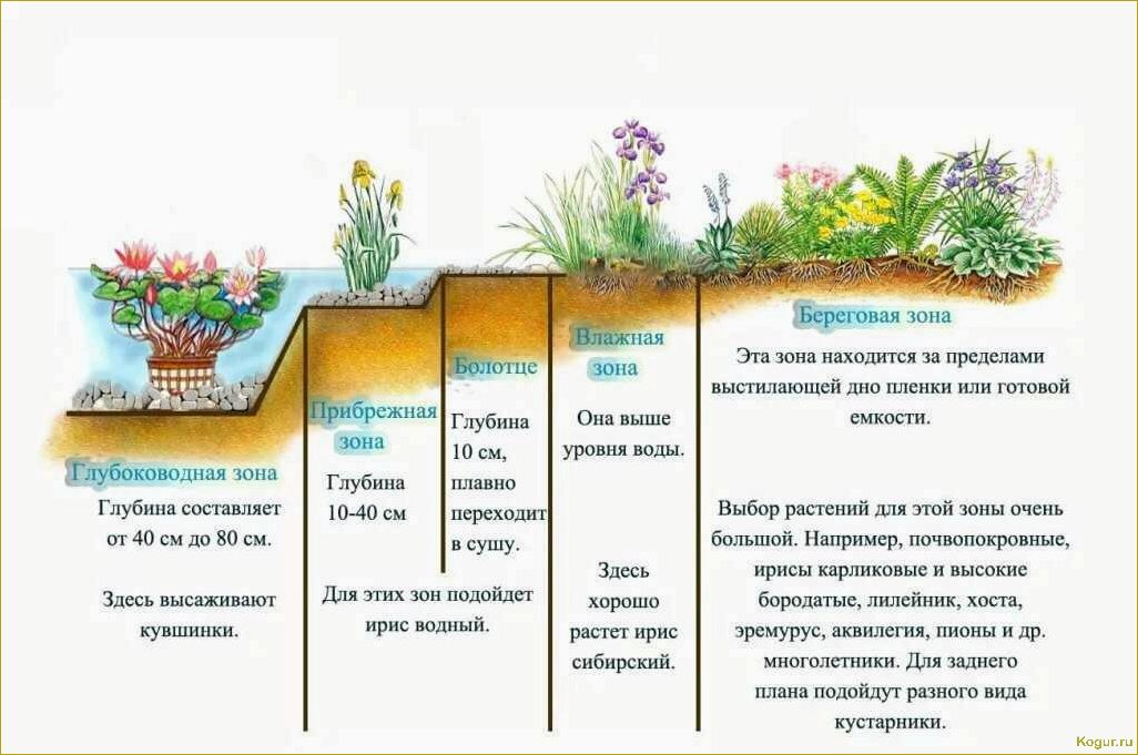 Как правильно посадить водные растения в пруду для максимальной пользы