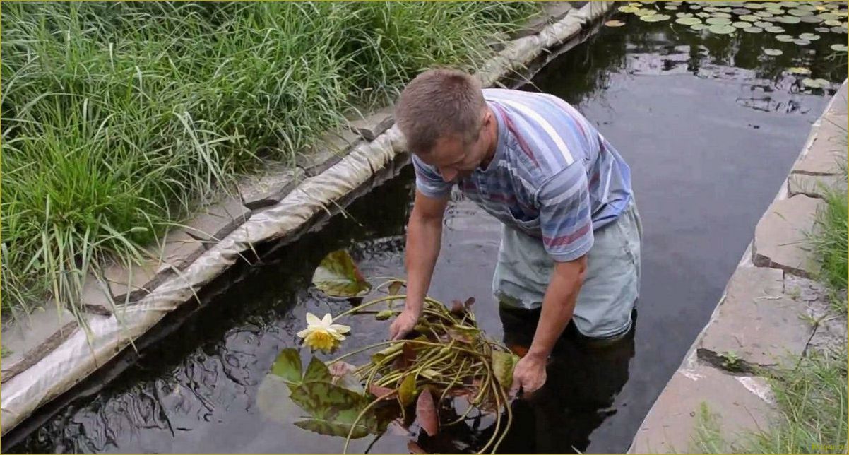 Как правильно посадить водные растения в пруду для максимальной пользы