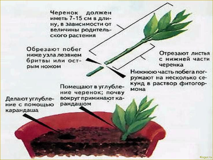 Как размножить барбарис на садовом участке