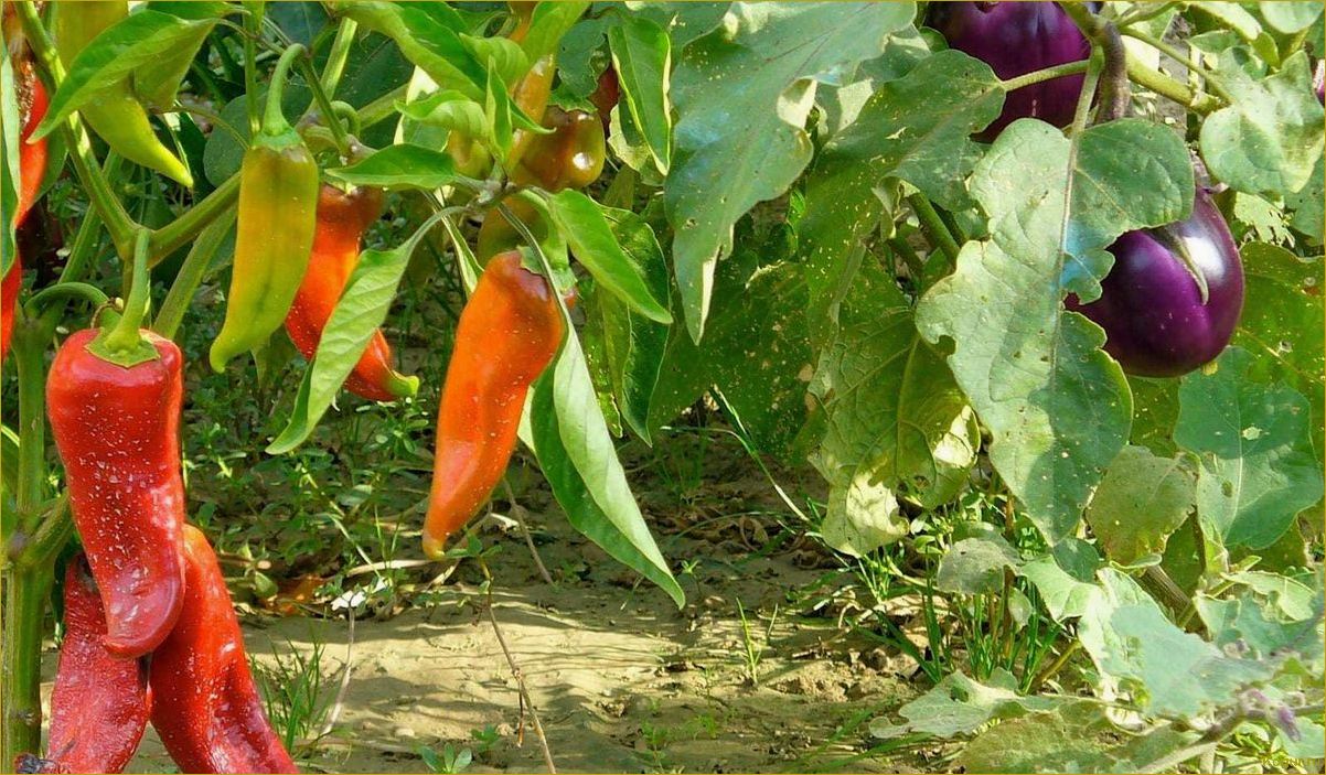 Секреты выращивания острой паприки Хабанеро на даче