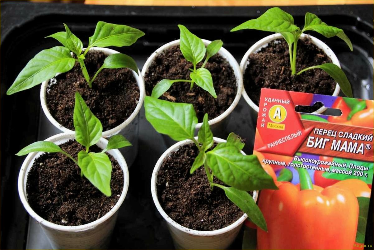 Выращивание рассады перца чили: просто и эффективно