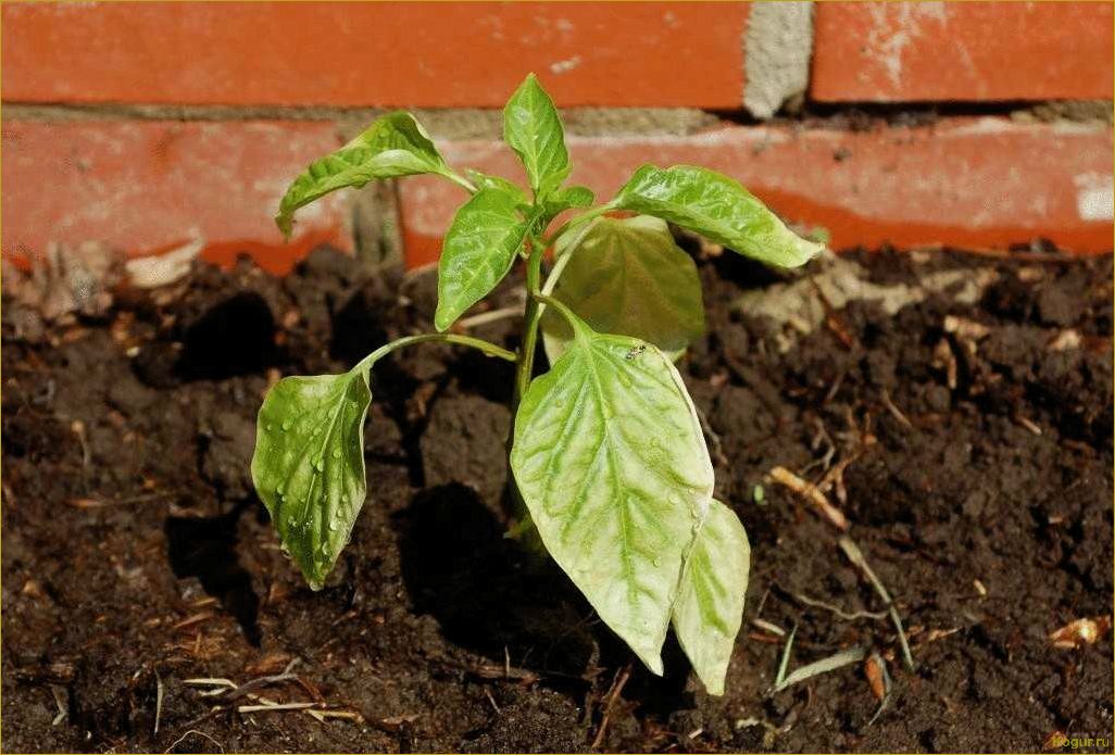 Выращивание рассады перца чили: просто и эффективно