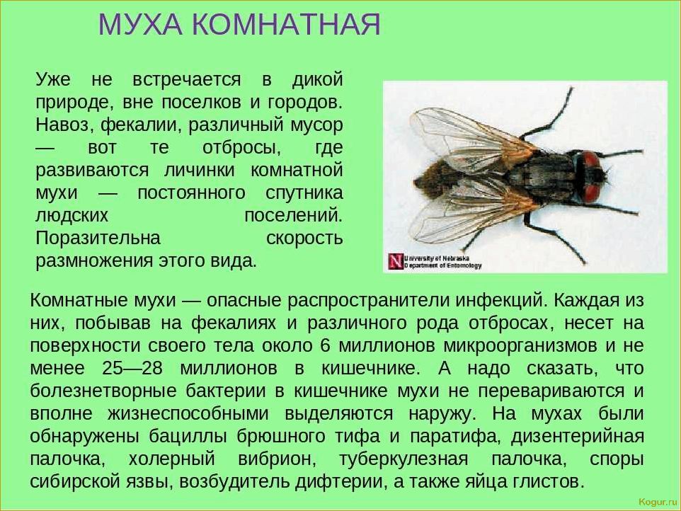 Опасные вредители ели: знакомство и методы борьбы