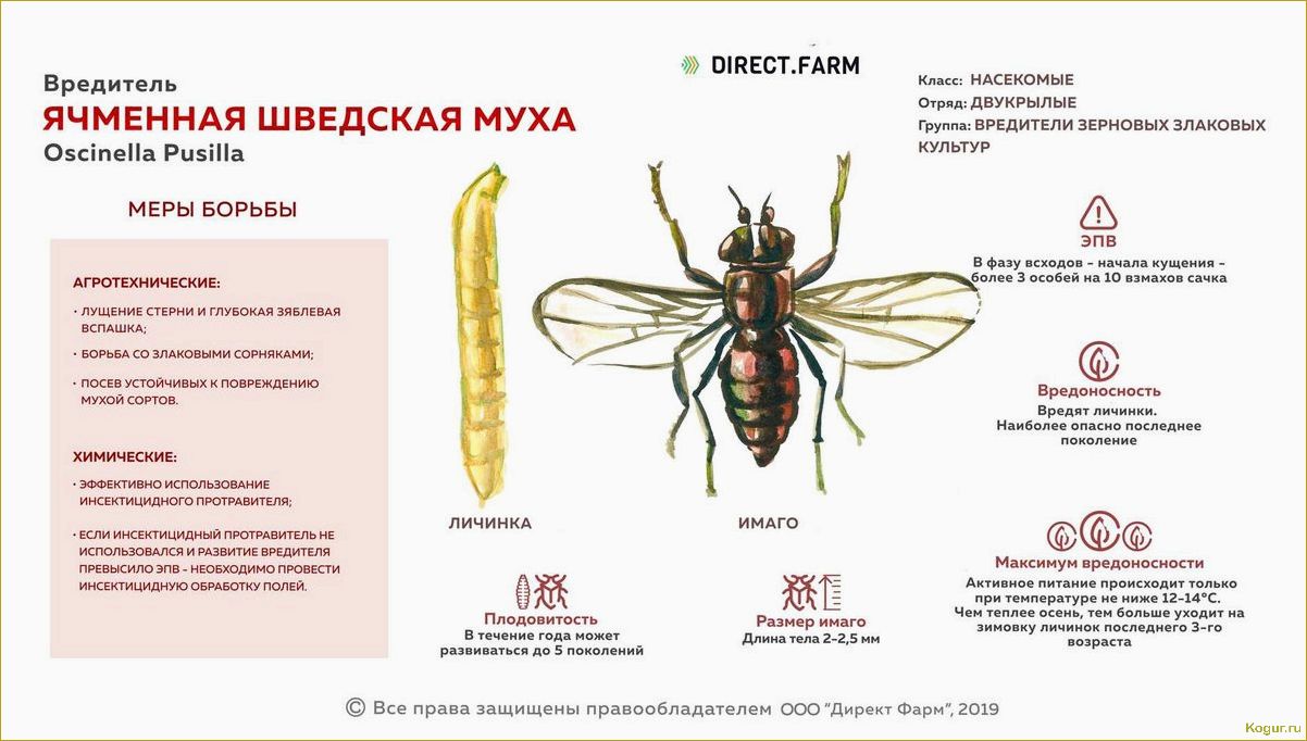 Опасные вредители ели: знакомство и методы борьбы