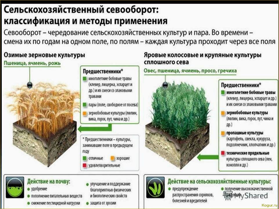 Особенности выращивания люцерны в качестве сидерата на дачных грядках