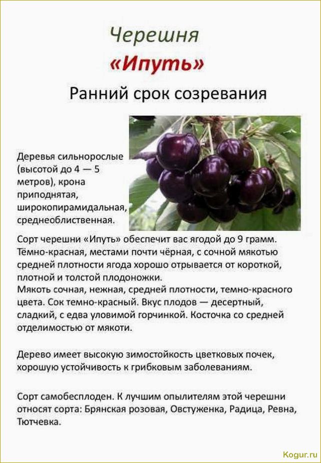 Почему так популярна черешня сорта Ленинградская черная?