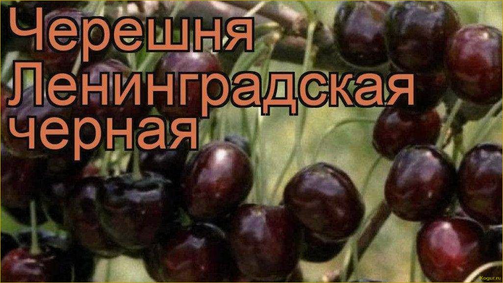 Почему так популярна черешня сорта Ленинградская черная?