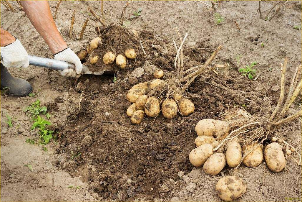 Посадочный картофель Адретта — правила выращивания и секреты ухода