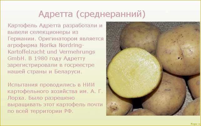 Посадочный картофель Адретта — правила выращивания и секреты ухода