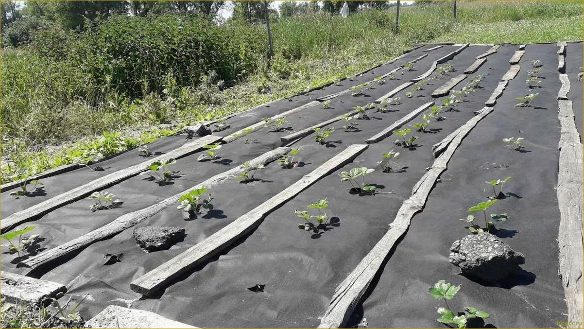 Преимущества применения агроволокна при выращивании овощей на дачных грядках
