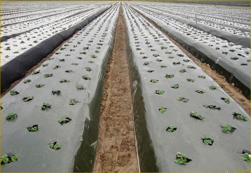 Преимущества применения агроволокна при выращивании овощей на дачных грядках
