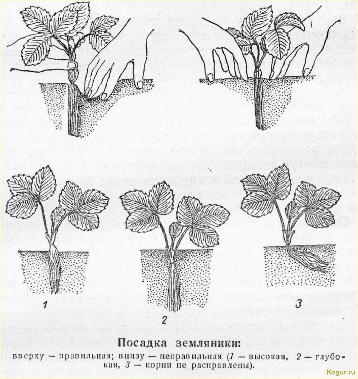 Ремонтантная клубника: посадка и уход за ней