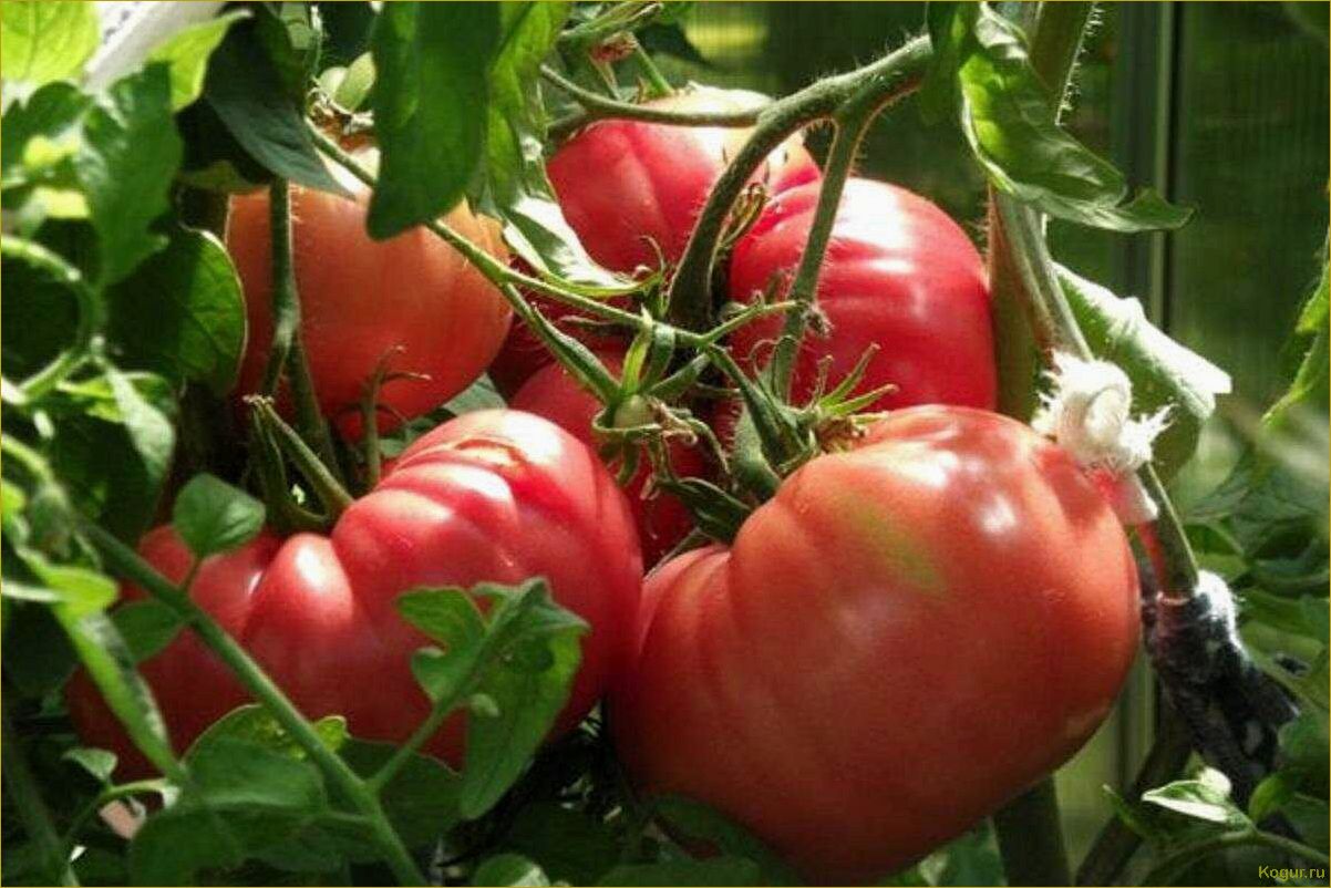 Секреты выращивания томата сорта Самара для богатого урожая