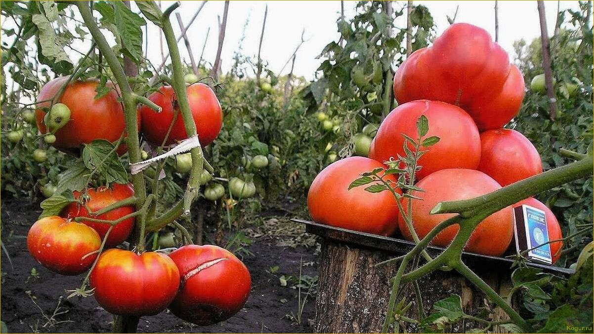 Секреты выращивания томата сорта Самара для богатого урожая