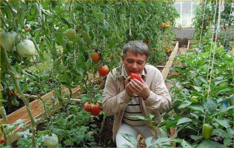 Выращивание томата Бычье сердце в открытом грунте: советы и рекомендации