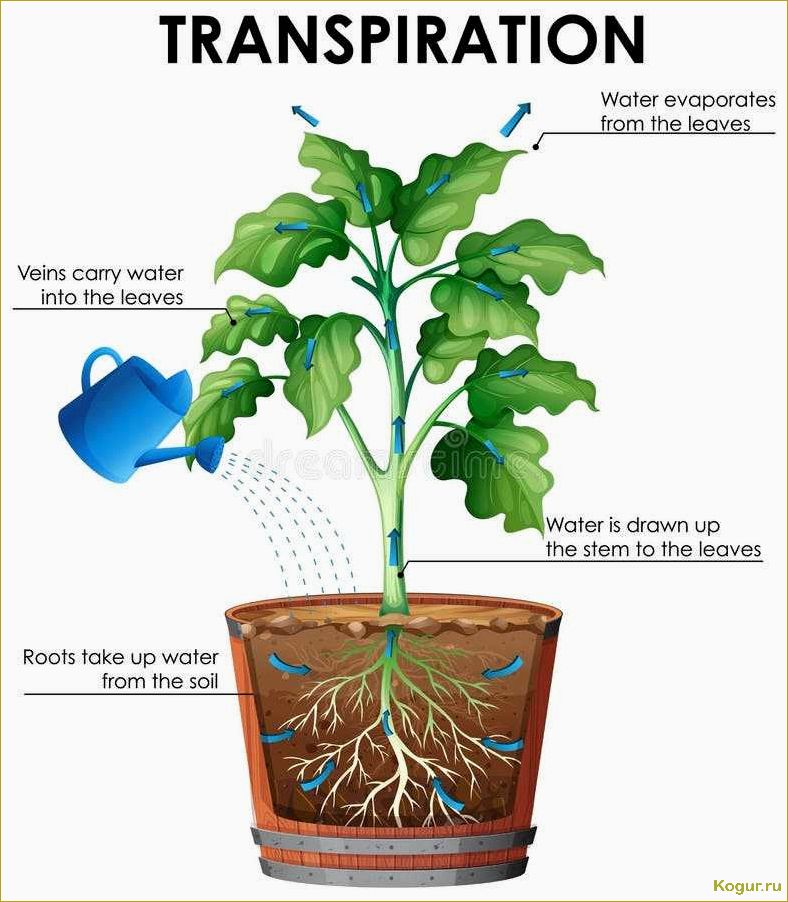 Транспирация у растений — важный процесс в физиологии растительного мира