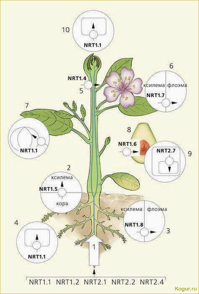 Транспирация у растений — важный процесс в физиологии растительного мира