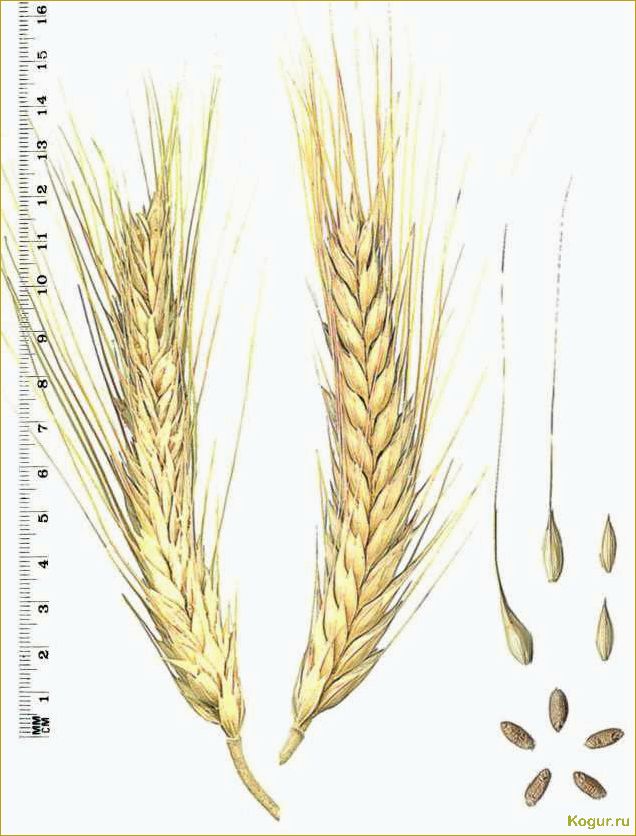 Тритикале — гибрид ржи и пшеницы на полях нашей страны