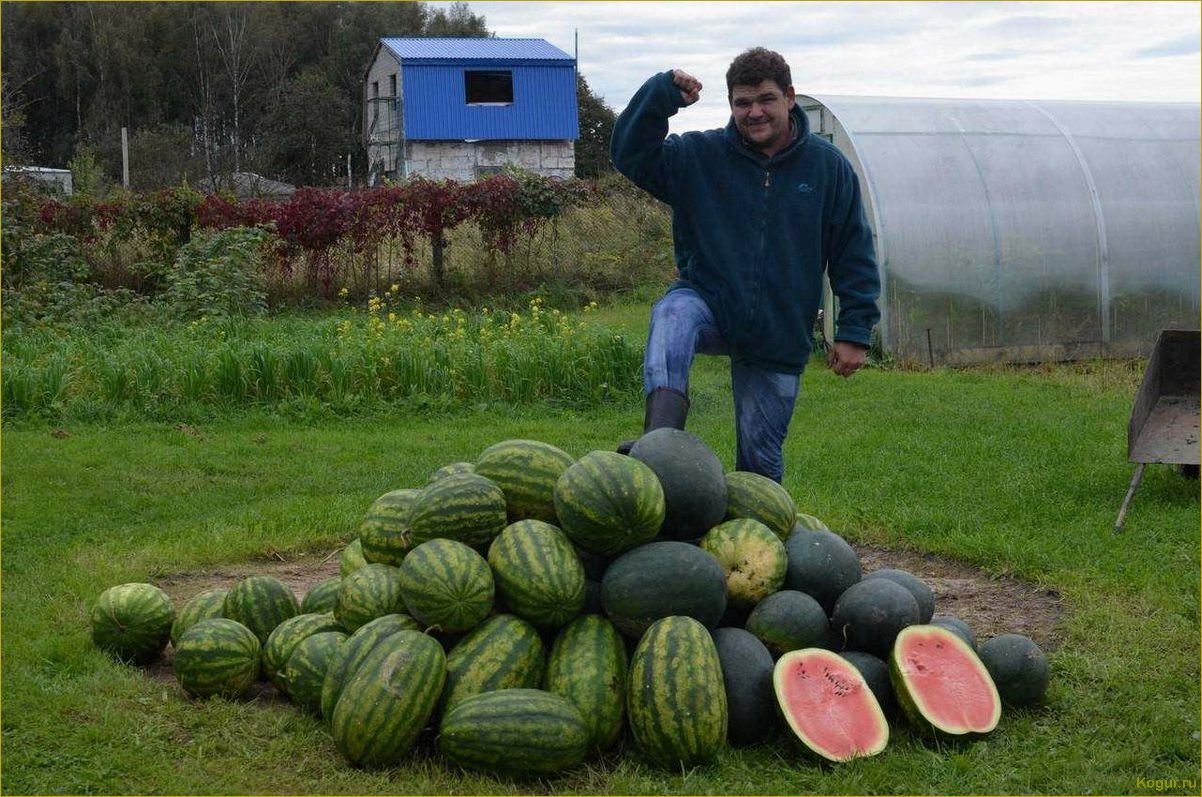 Выращивание арбузов на дачном участке в Сибири