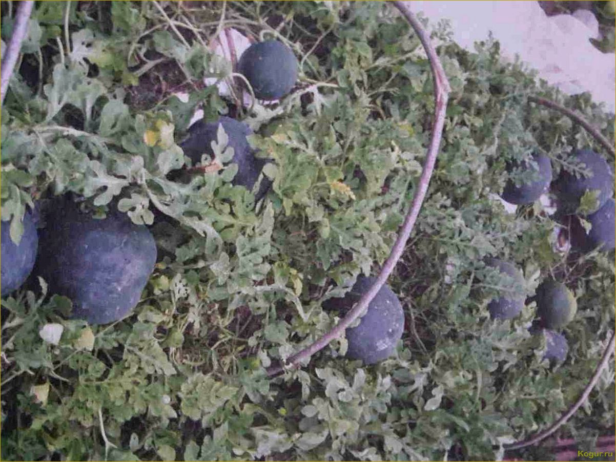 Выращивание арбузов на дачном участке в Сибири