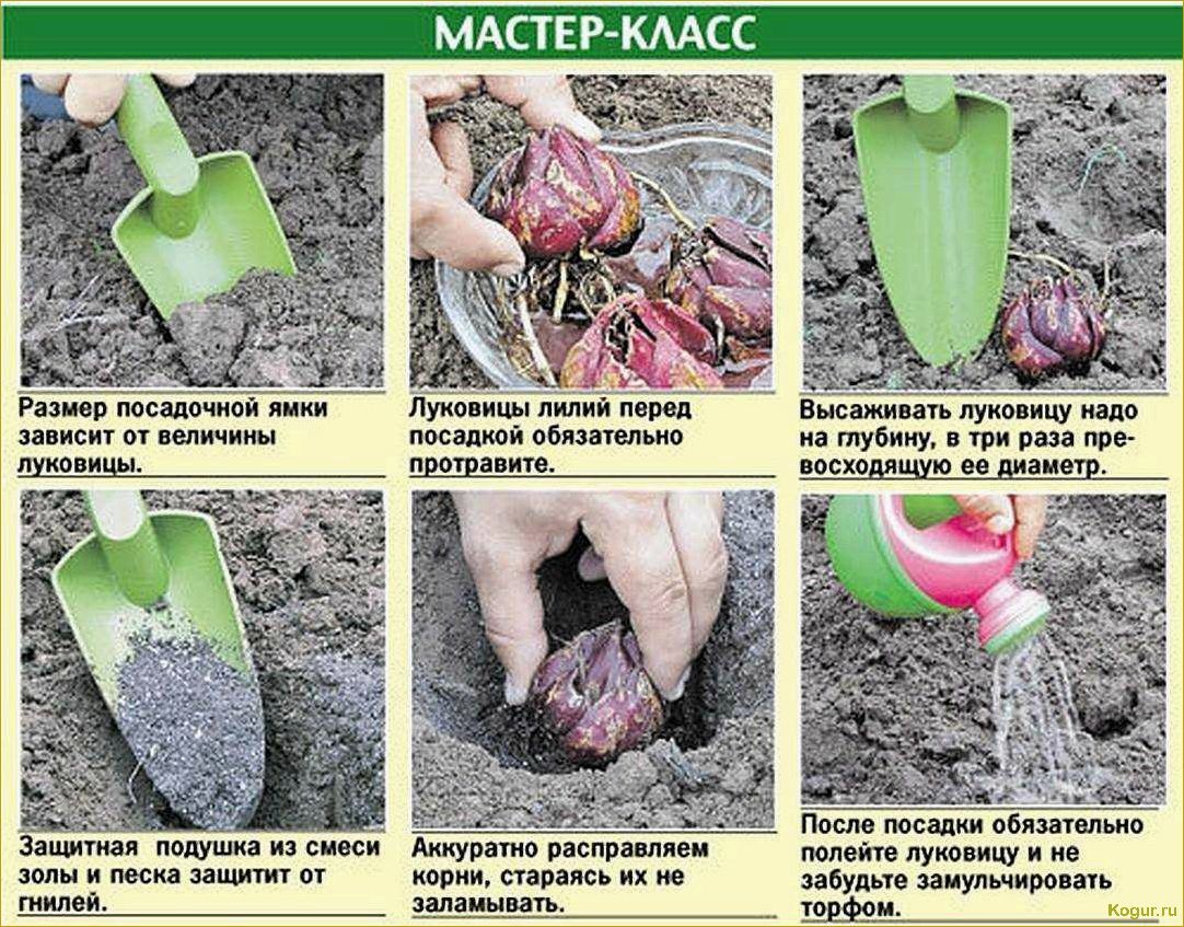 Благоухающие гиацинты: посадка и уход в открытом грунте