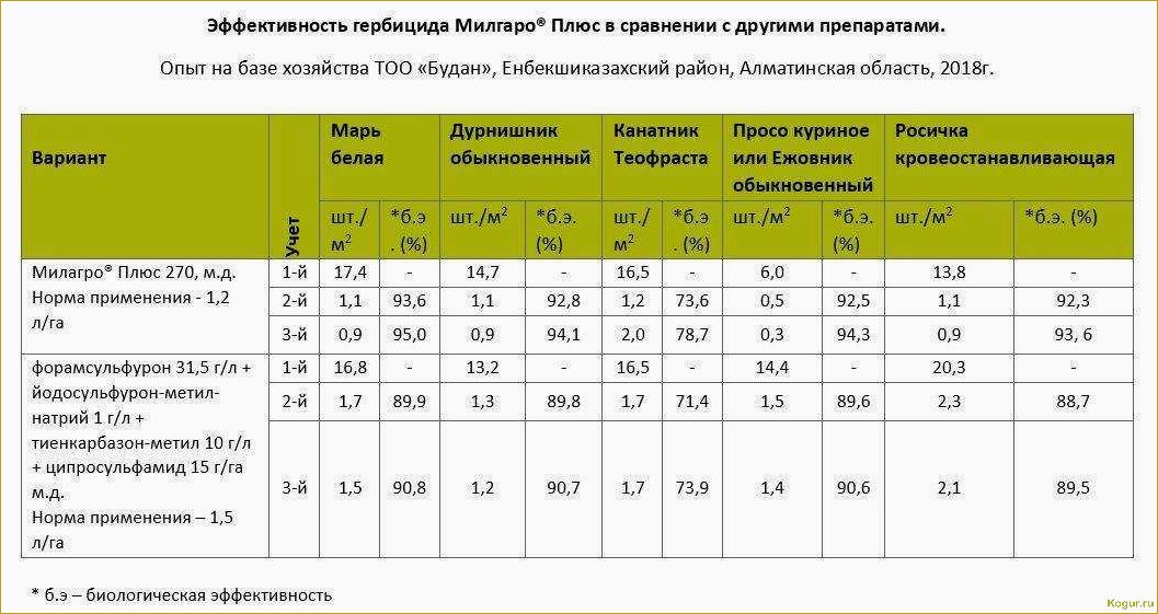 Гербицид Милагро — быстрое и эффективное очищение кукурузы от сорняков