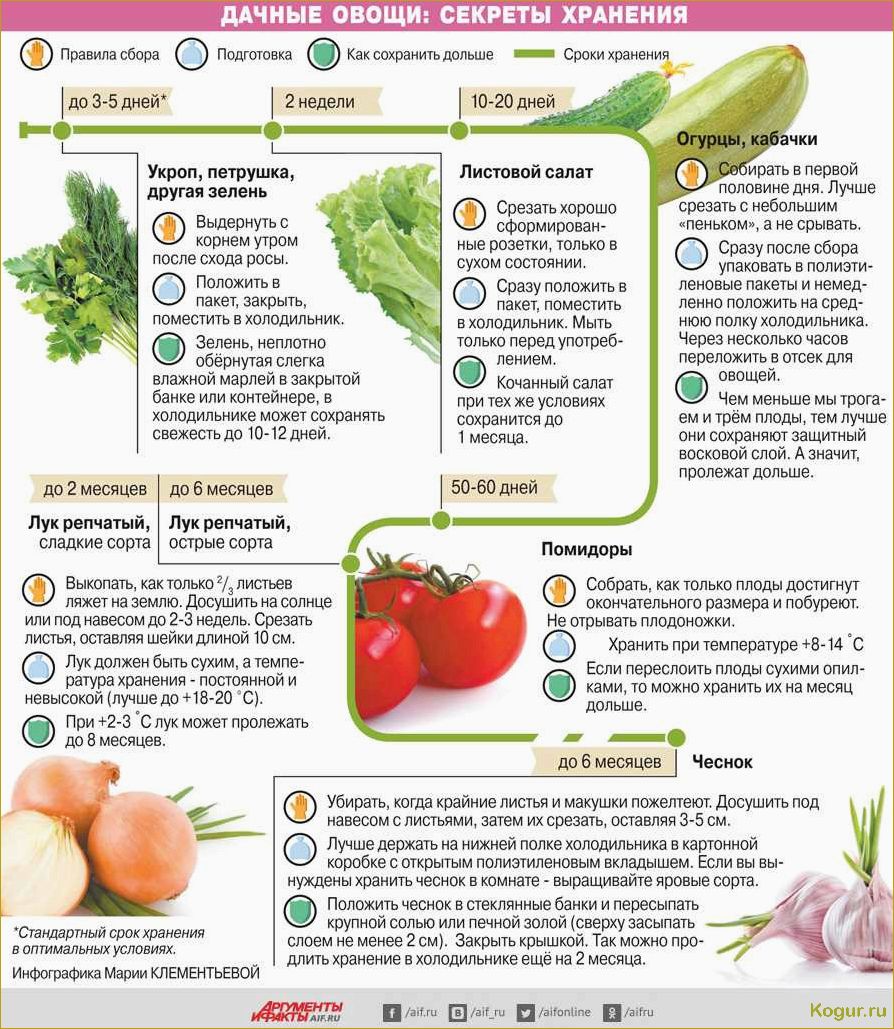 Как правильно хранить кабачки — доступные и полезные советы
