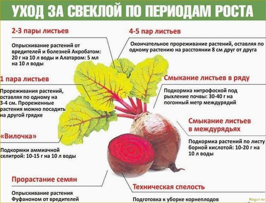 Как правильно хранить кабачки — доступные и полезные советы