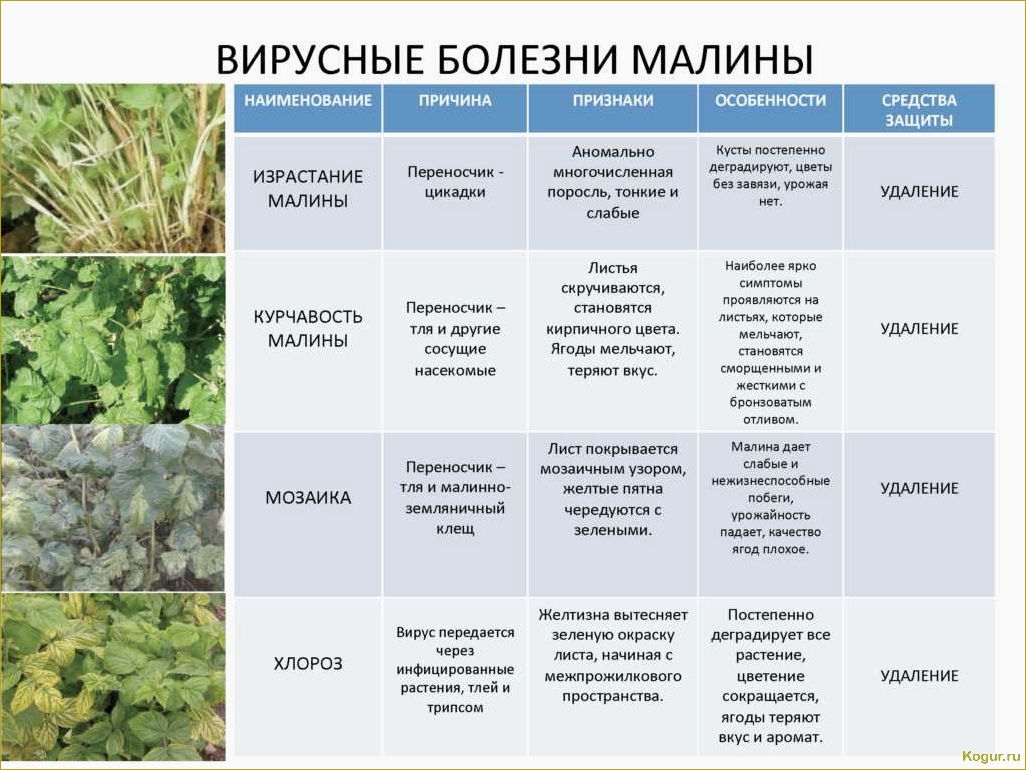 Болезни ежевики: симптомы и методы борьбы