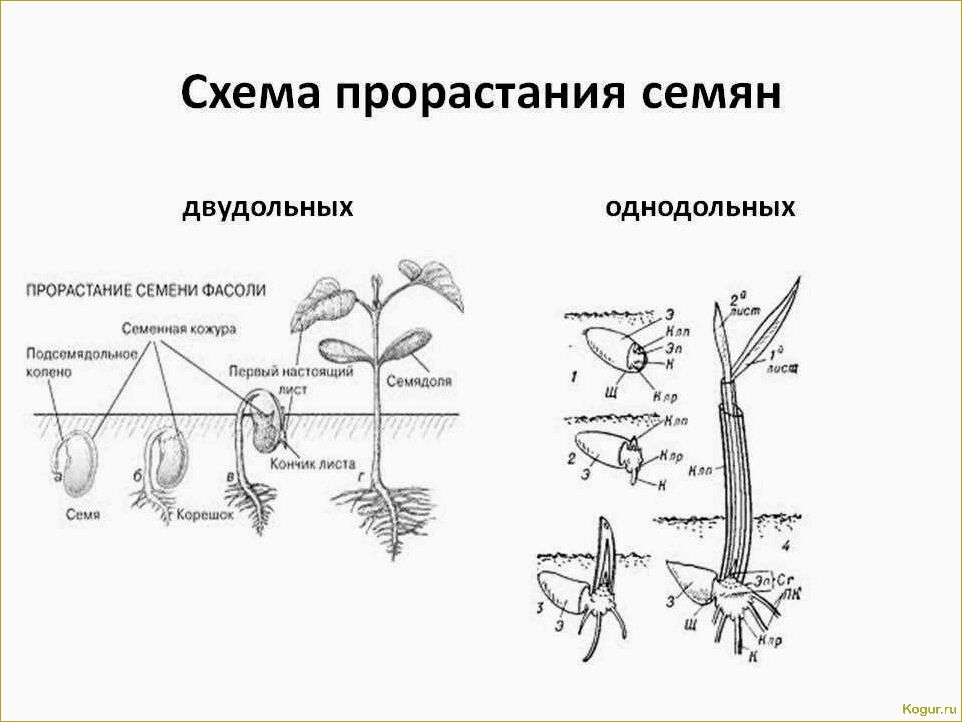 Как проводится скарификация семян разных растений