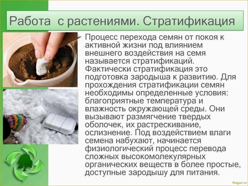 Как проводится скарификация семян разных растений