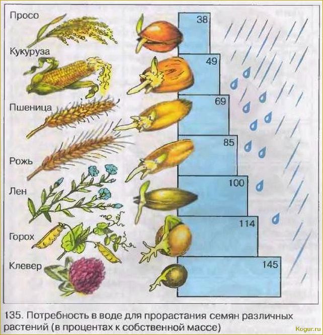 Как проводится скарификация семян разных растений