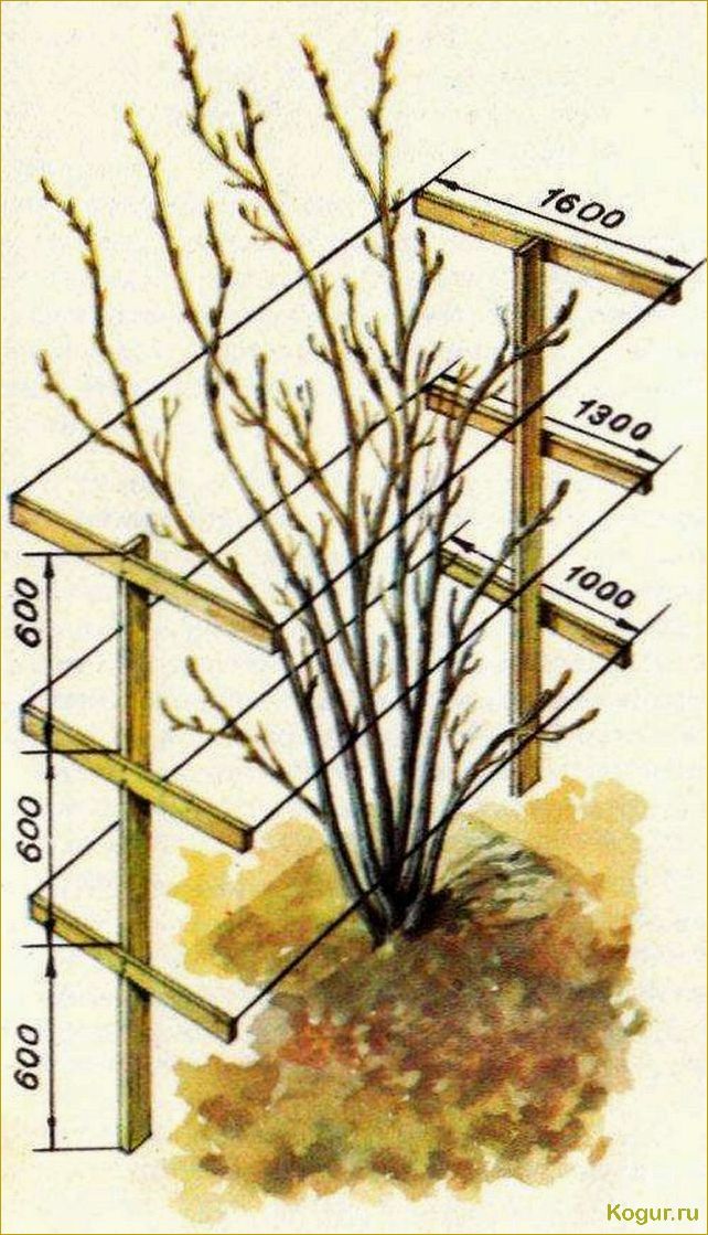 Как сделать опору или шпалеру для малины своими руками
