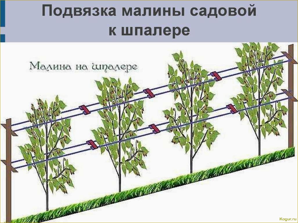 Как сделать опору или шпалеру для малины своими руками