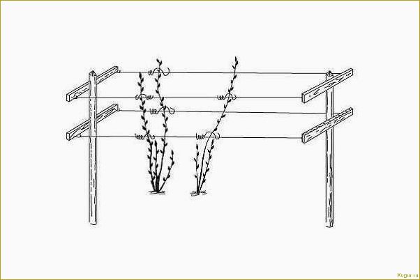 Как сделать опору или шпалеру для малины своими руками