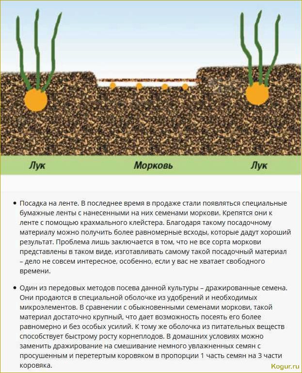 Как сеять морковь: видео, советы, рекомендации