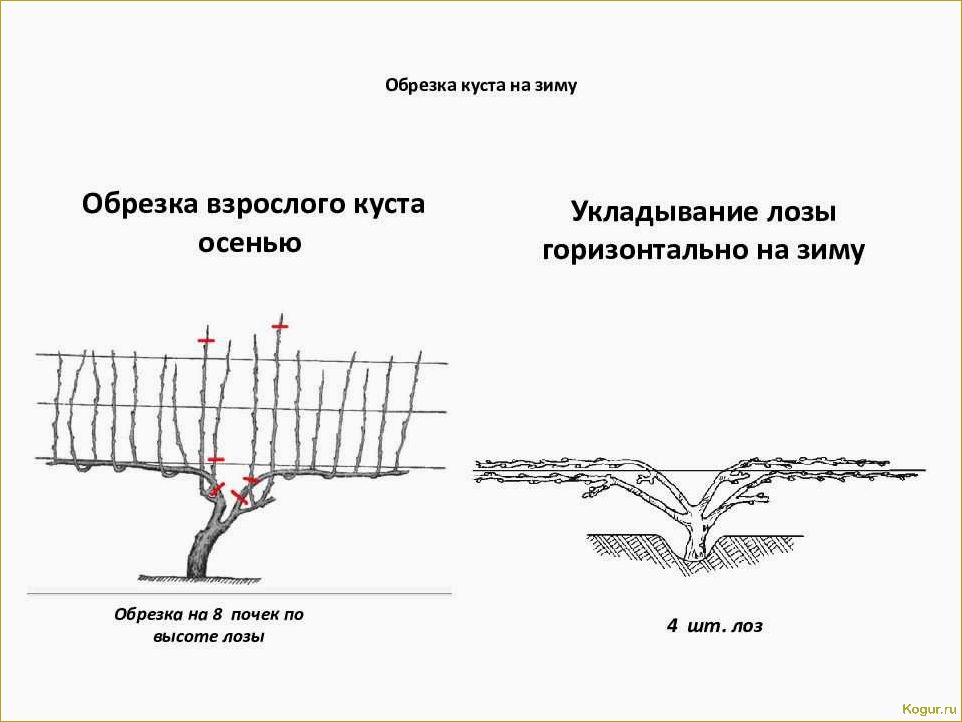 Как ухаживать за виноградом с весны до осени