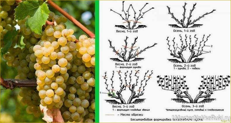 Как ухаживать за виноградом с весны до осени