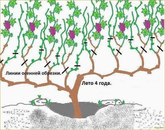 Как ухаживать за виноградом с весны до осени