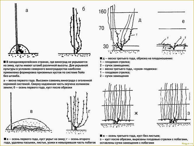 Как ухаживать за виноградом с весны до осени