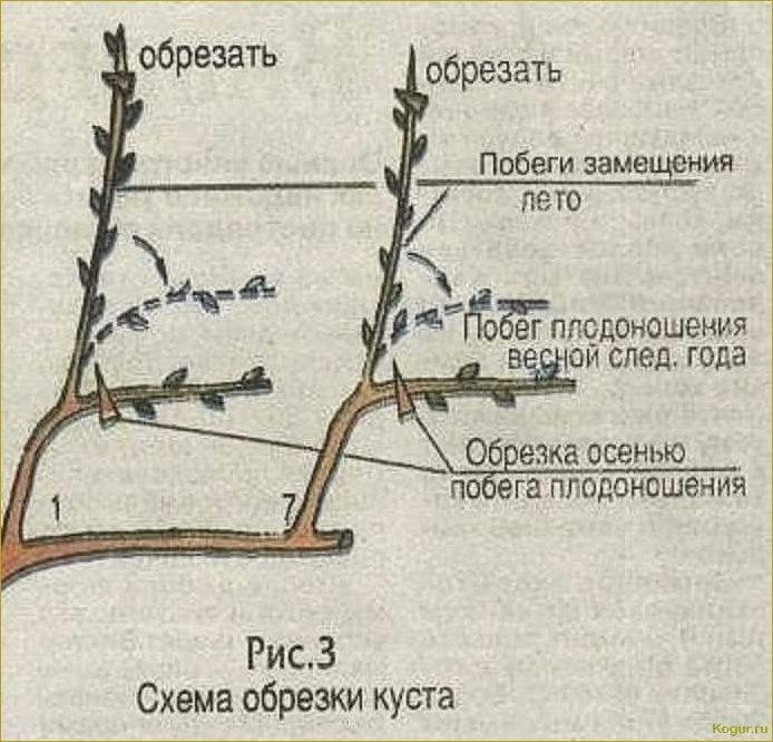 Как ухаживать за виноградом с весны до осени