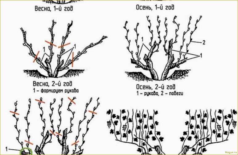 Как ухаживать за виноградом с весны до осени
