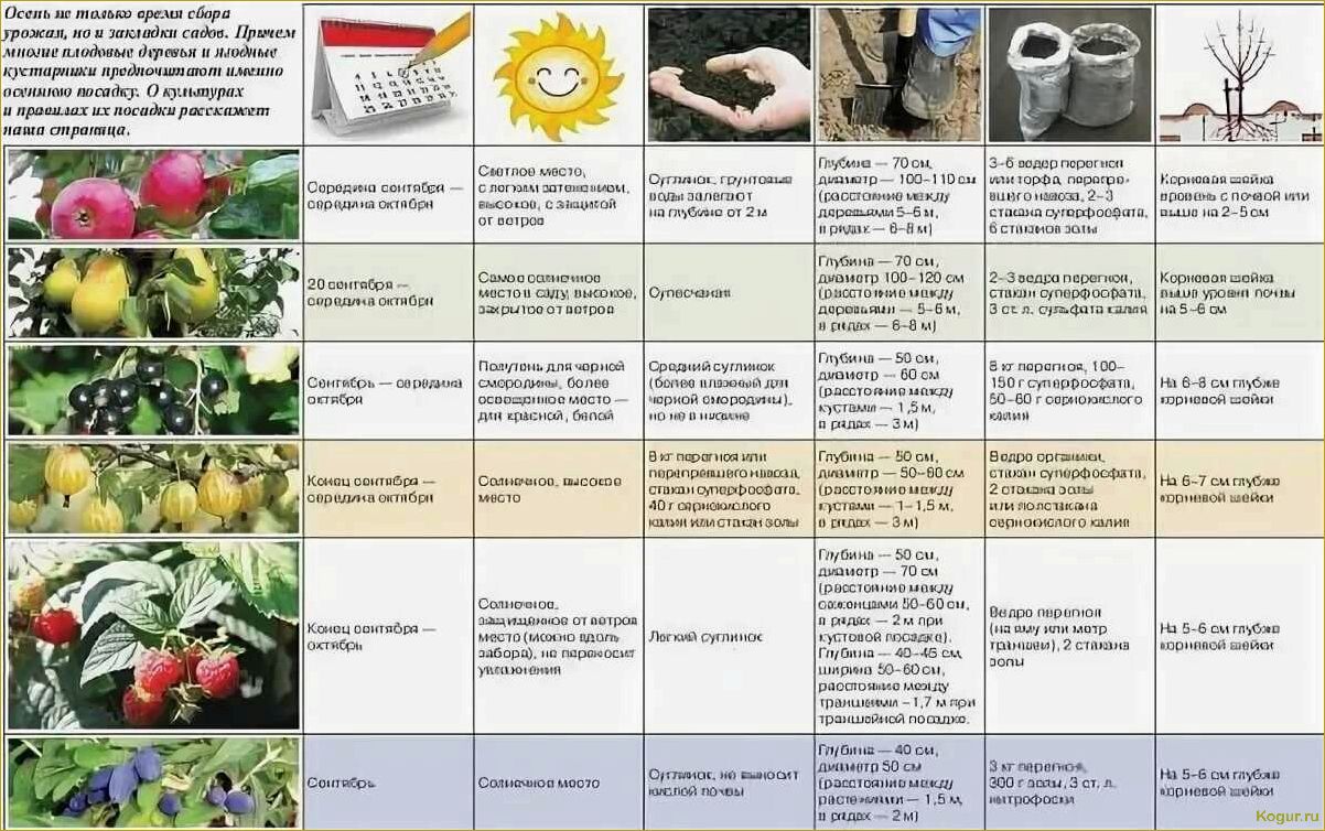 План действий для дачника в ноябре: необходимые работы на грядках и огороде